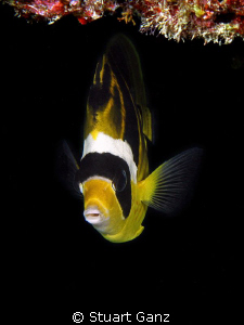 Reccoon Butterfly Fish by Stuart Ganz 